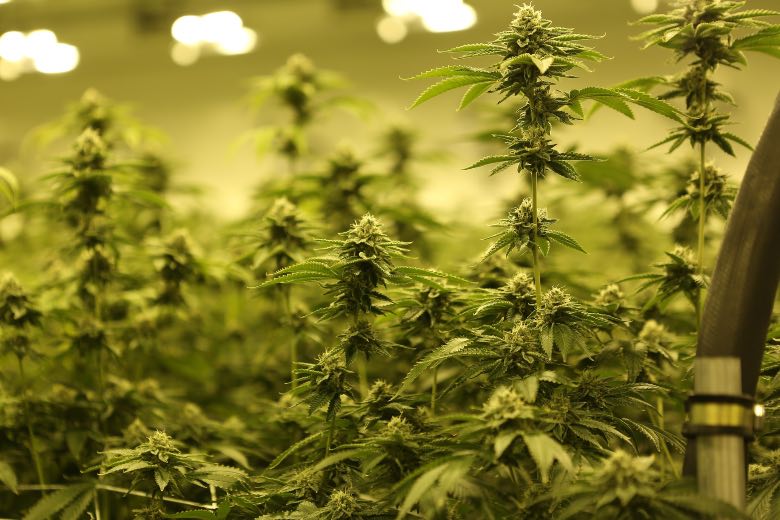 piantagione di marijuana indoor