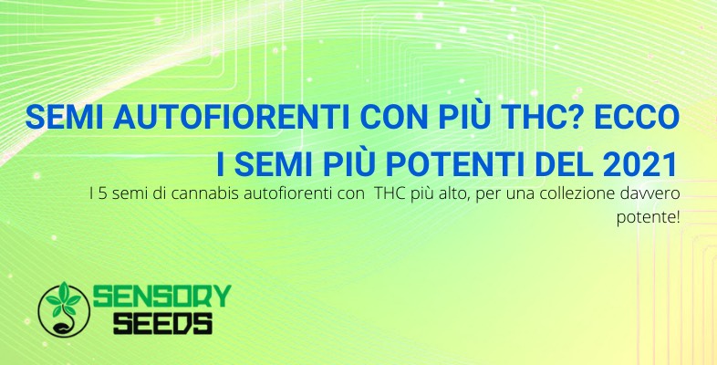 semi autofiorenti con più thc