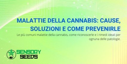 Malattie della cannabis