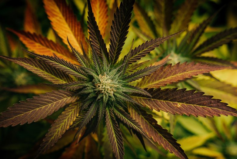 cannabis autofiorente in fase di pre fioritura
