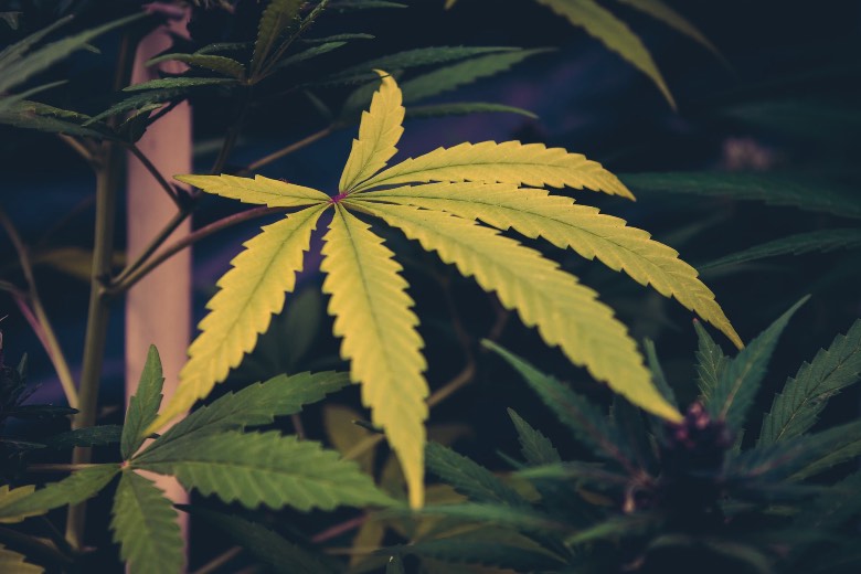 cause della pianta di cannabis con foglie gialle
