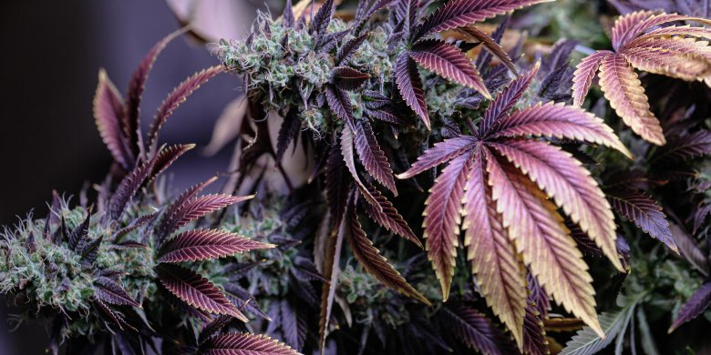 coltivazione di fiori di cannabis come illecito amministrativo