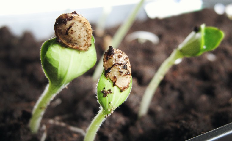 fase di germinazione delle piante autofiorenti