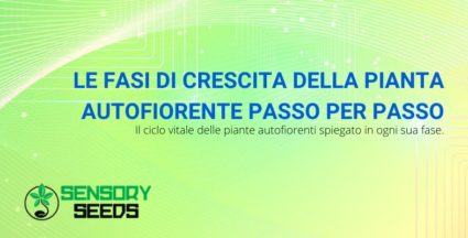 fasi di crescita pianta autofiorente