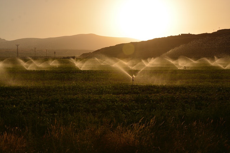 irrigazione al mattino per evitare la septoriosi fogliare