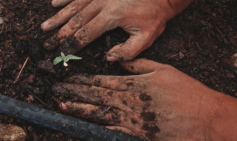 passaggio da plantula a fase vegetativa