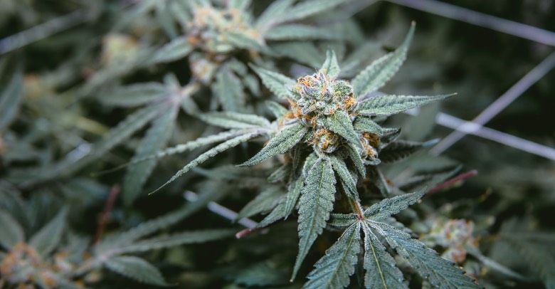 pianta di cannabis che cresce con metodo scrog