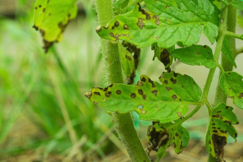 sintomi septoriosi fogliare delle piante