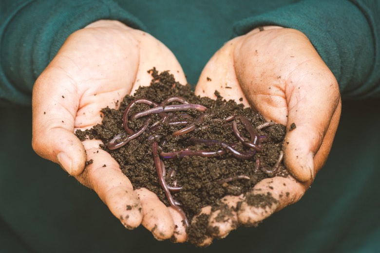 vermicompost humus di lombrico