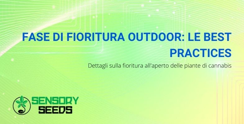 Fase di fioritura Outdoor