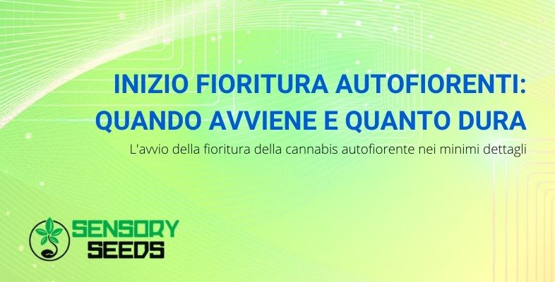 Inizio fioritura autofiorenti