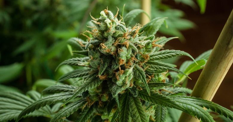 buon sviluppo fiori di cannabis autofiorente