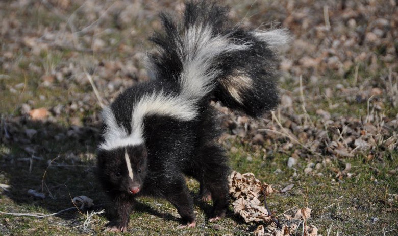 cannabis skunk significato puzzola