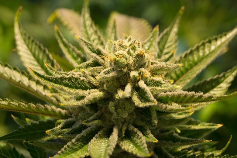 Scopri le differenze tra Cannabis Sativa ed Indica