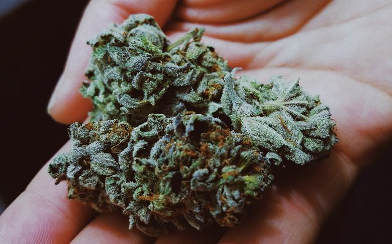 fiori di cannabis sativa