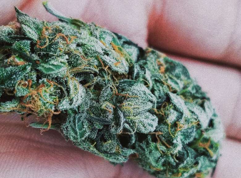 fiori nati da semi di cannabis skunk
