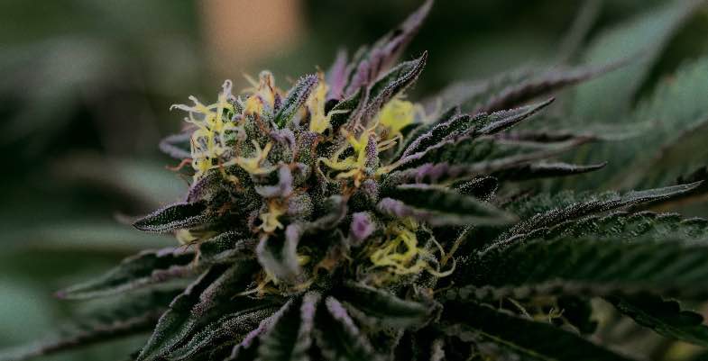fioritura della cannabis outdoor