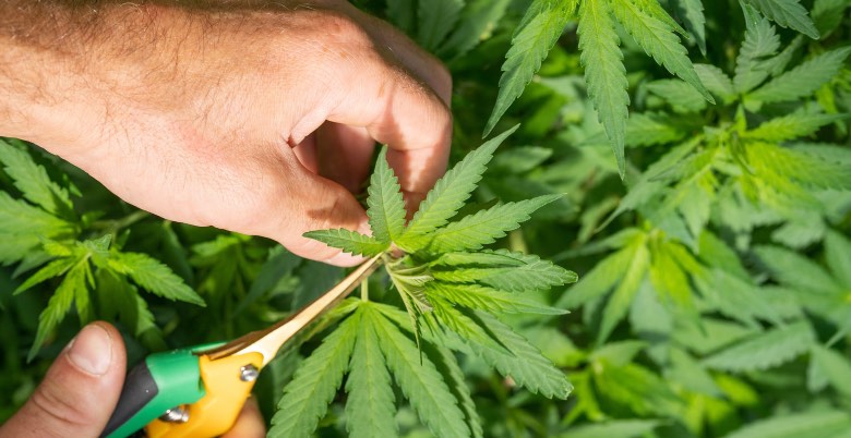 potatura delle piante di cannabis autofiorenti
