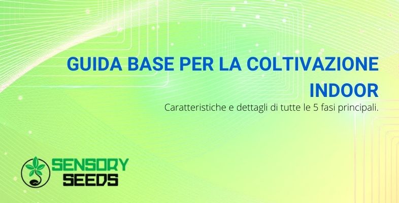 Breve guida alla coltivazione indoor della cannabis