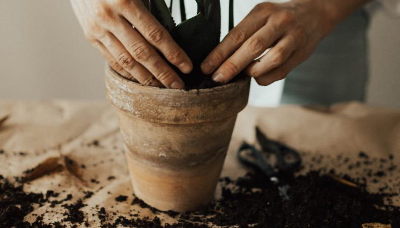 Come rinvasare una pianta di cannabis?