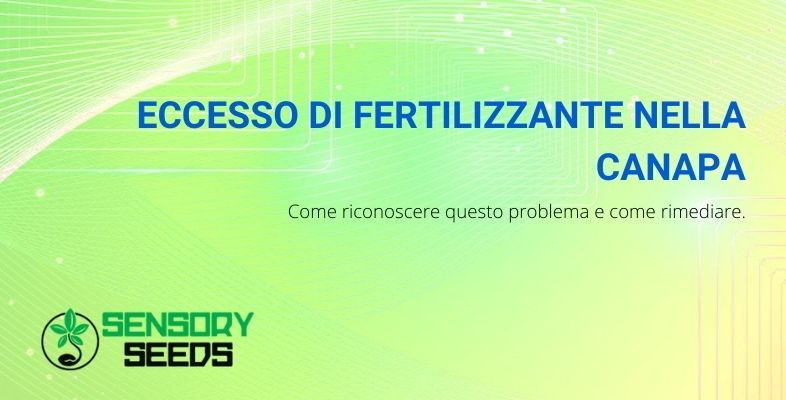 Danni causati dall'eccesso di fertilizzante nella canapa.