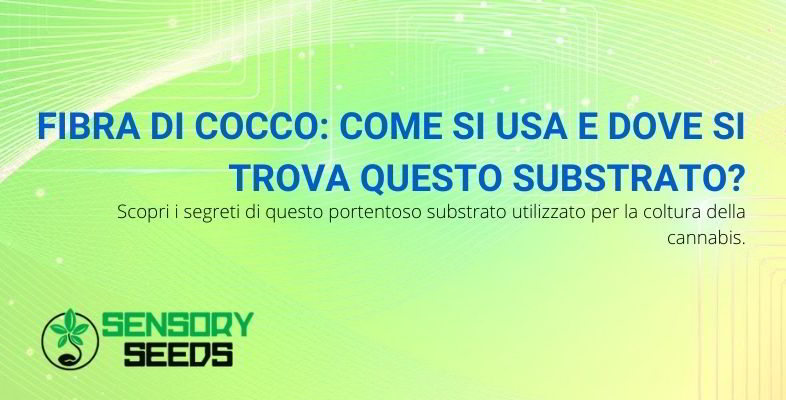 Fibra di cocco: come si usa e dove si trova?