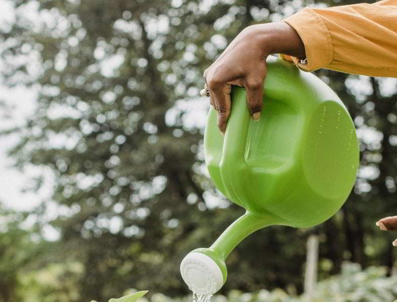 Pianta dalla crescita bloccata per troppa irrigazione.