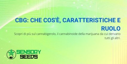 CBG: che cos'è, caratteristiche e ruolo