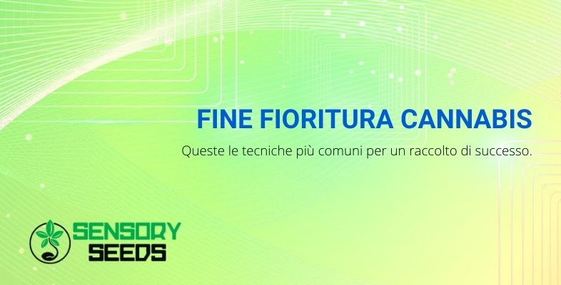 fine fioritura della cannabis e segreti per un raccolto di successo