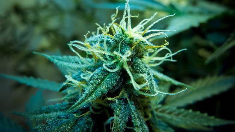 infiorescenza con tricomi e terpeni della cannabis