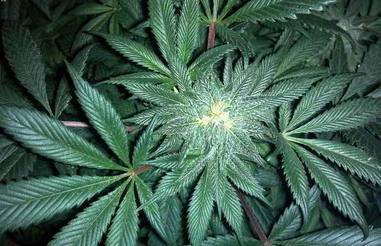 terpeni della cannabis nella pianta