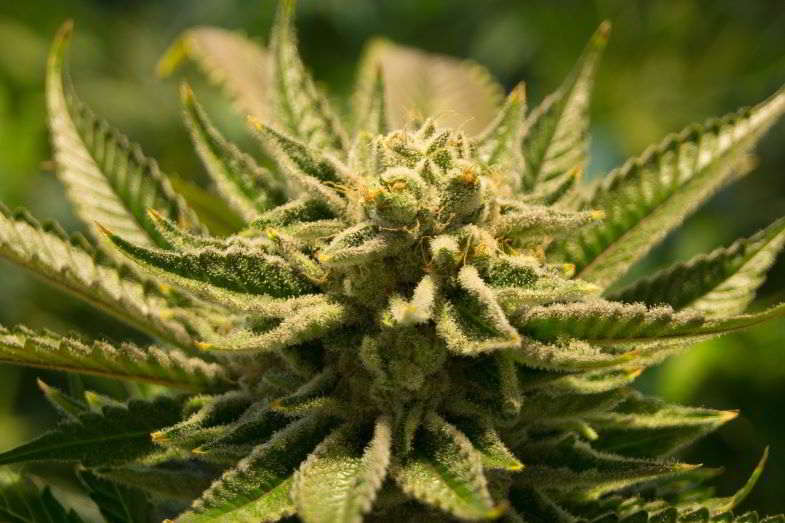 tricomi opachi nei fiori di cannabis
