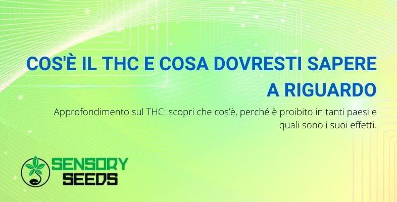 Cos'è il THC e cosa dovresti sapere a riguardo