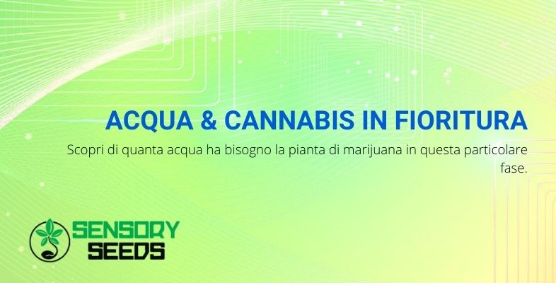 acqua e cannabis in fioritura: dosi e metodi