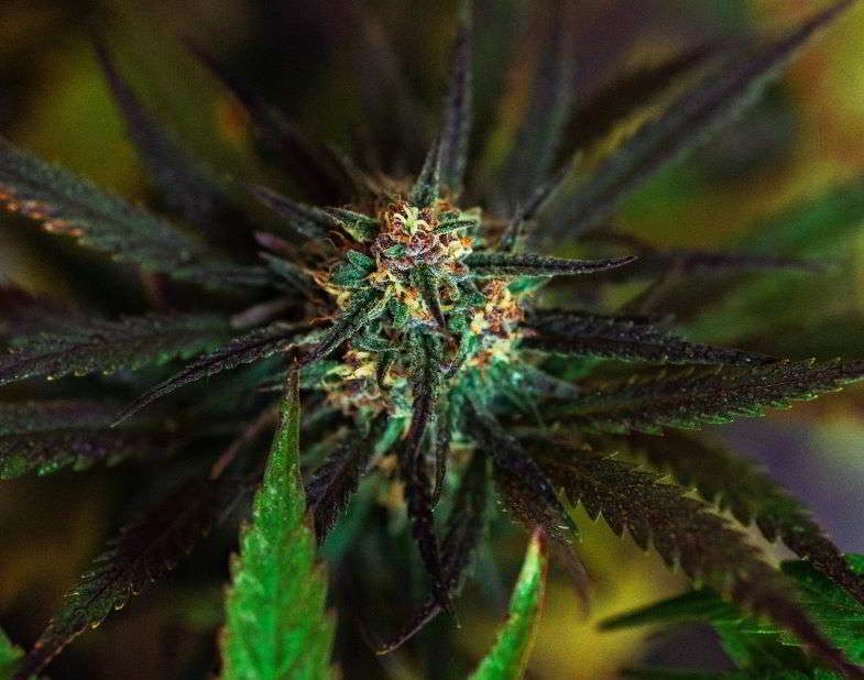 acqua e cannabis in fioritura
