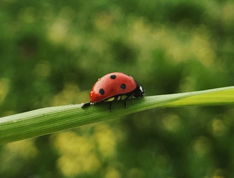 coccinella antagonista dei parassiti della cannabis