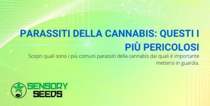 parassiti della cannabis più pericolosi