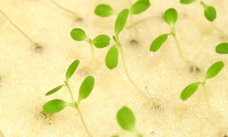 seminare senza terra esempio pratico