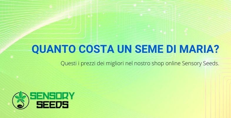 Scopri quanto costa un seme di maria