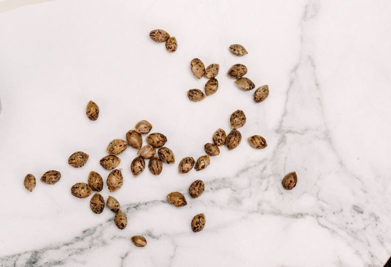 tecniche per far germinare i semi di cannabis