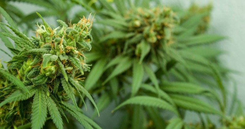 Attuale legislazione italiana sulla Cannabis