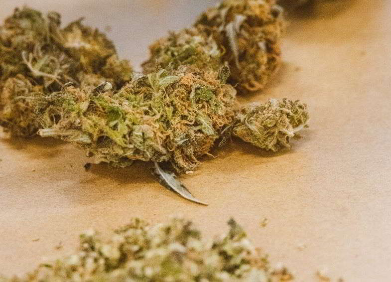 cannabis in fase di essiccazione
