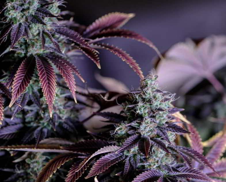 cannabis in fiore