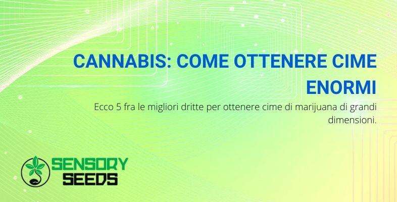 come ottenere cime enormi