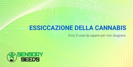 essiccazione della cannabis 3 cose da sapere