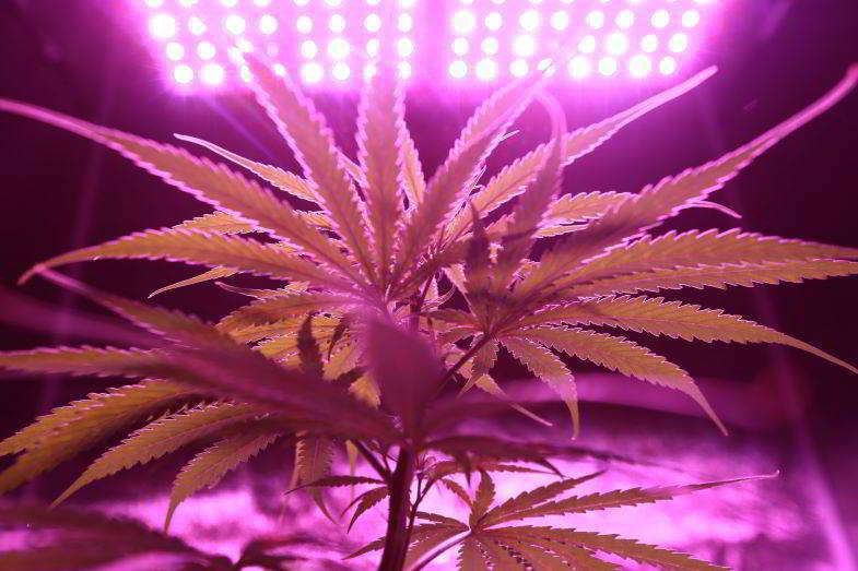 marijuana grow box kit