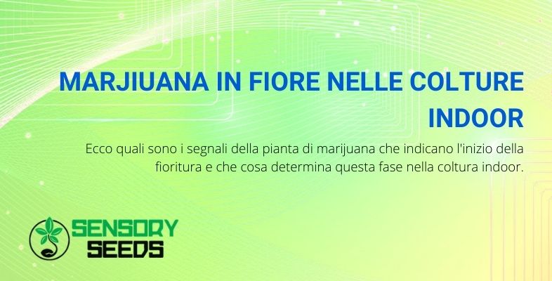 marijuana in fiore inizio e durata della fase