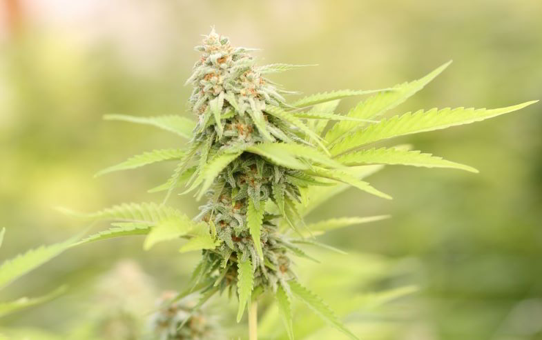 marijuana in fiore