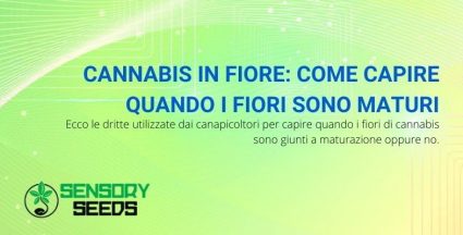 maturazione della cannabis in fiore