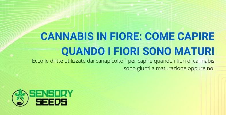 maturazione della cannabis in fiore